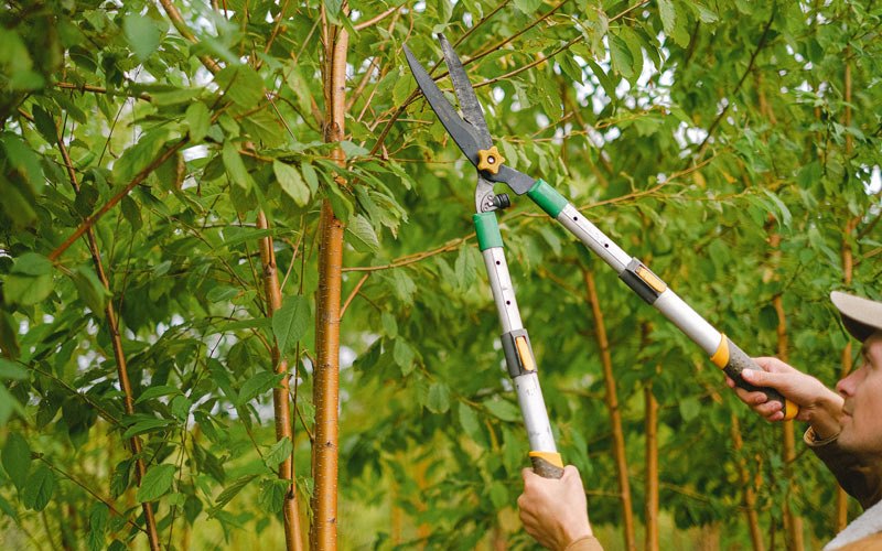 Tree trimming in Boiceville, NY